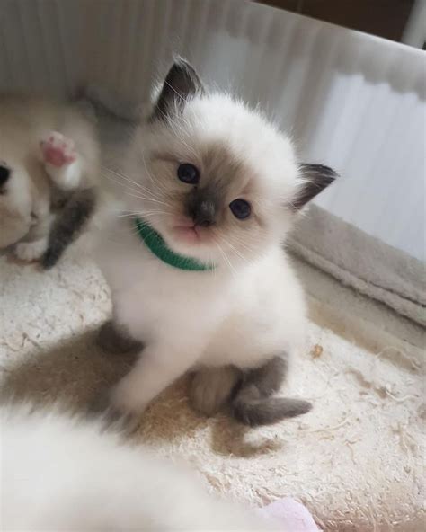 They enjoy being playful and interacting with the whole family but they also enjoy showing affection and cuddling up with the ones they love. . Kitten for sale near me